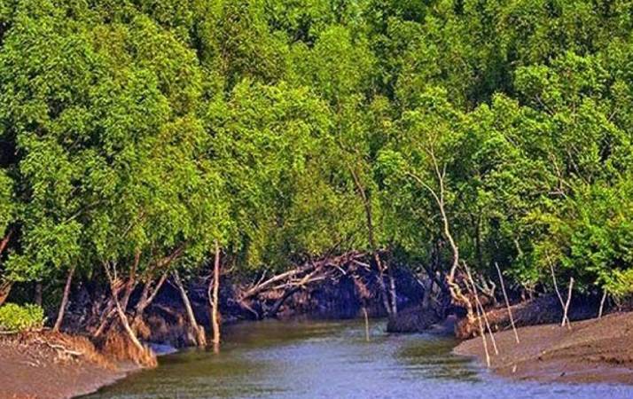 সুন্দরবনে আত্মসমর্পণ করল ৪ দস্যু বাহিনীর ৫২ সদস্য