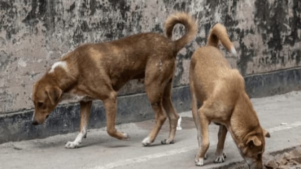 পটুয়াখালীতে দুই কুকুরকে পিটিয়ে হত্যার ঘটনায় আসামিদের গ্রেপ্তারের নির্দেশ