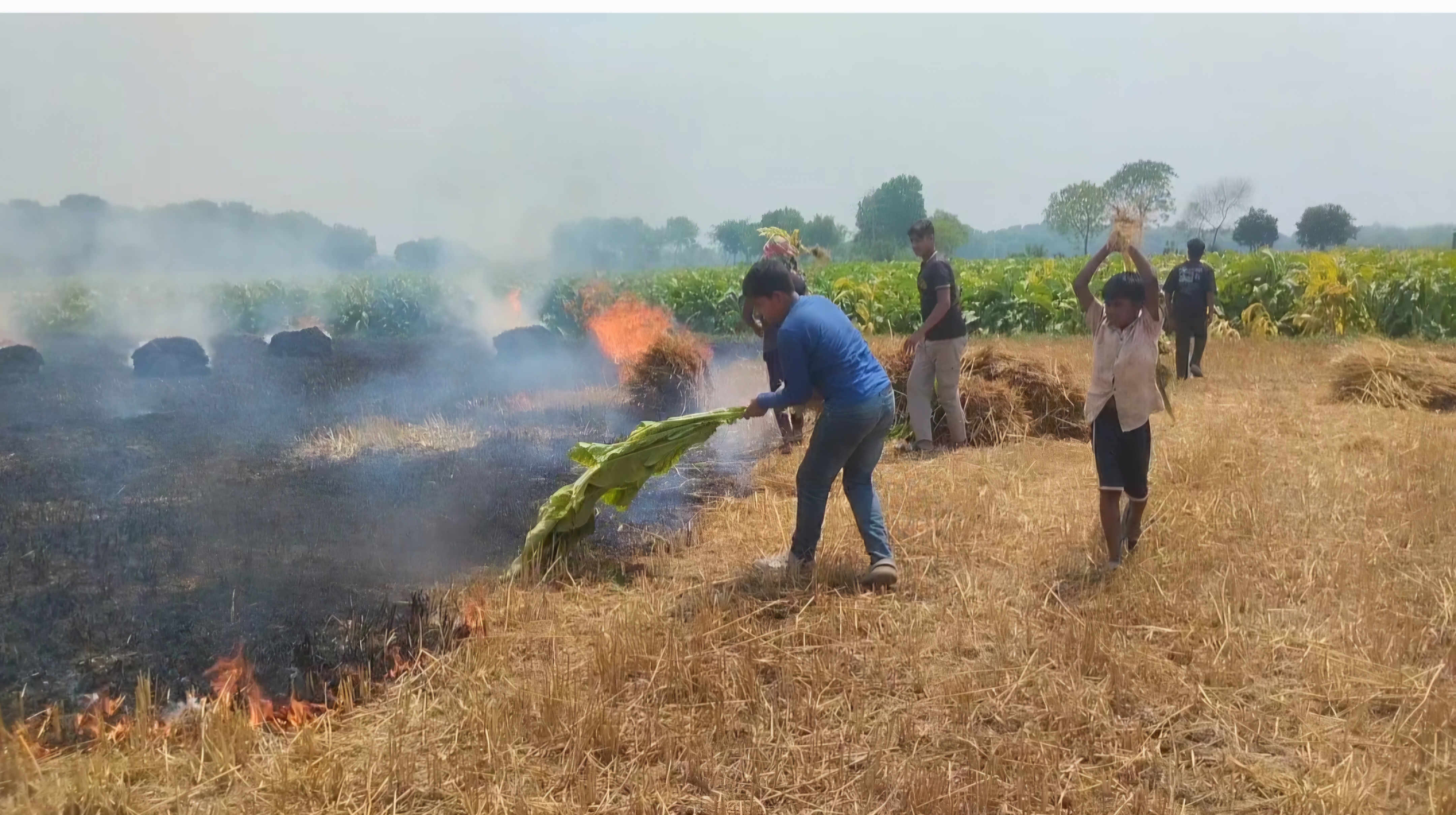 মেহেরপুরে আবারও গমের খড়ের আগুন: চোখতোলা মাঠে ১৫ বিঘা গমসহ বিভিন্ন ফসল পুড়ে ছাই