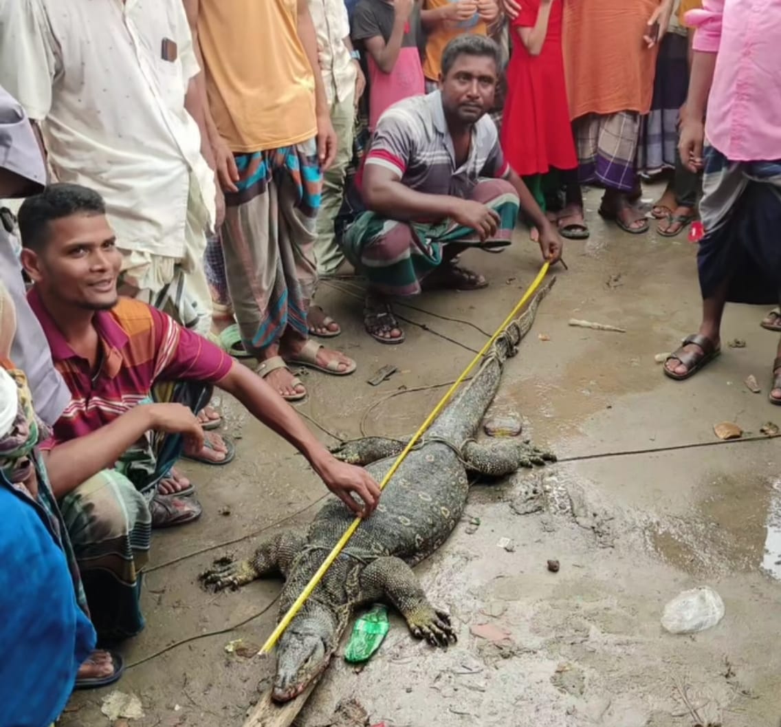 ভোলায় বিরল প্রজাতির গুইসাপ উদ্ধার