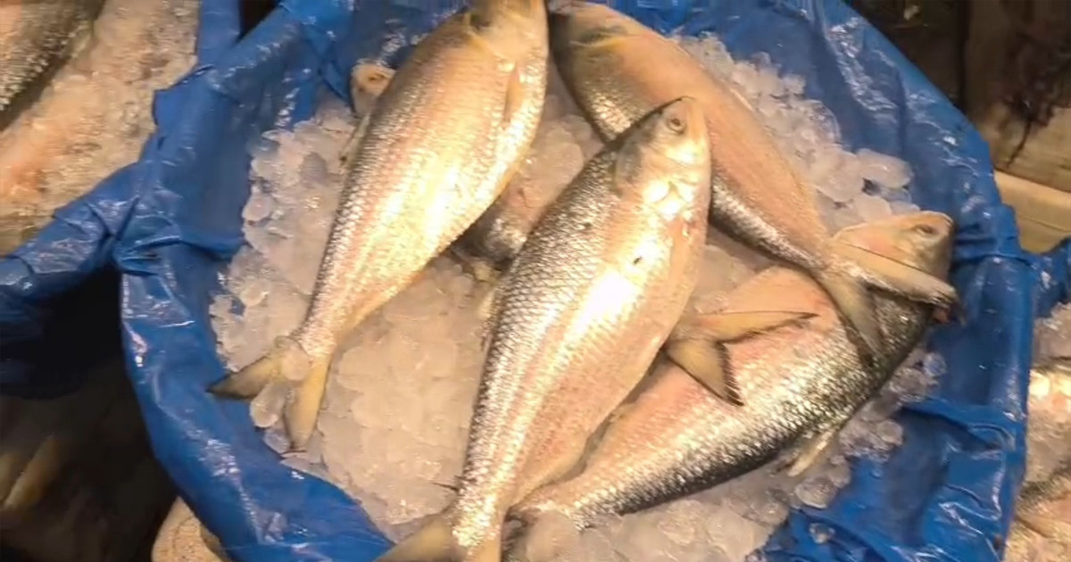 ‘মাছ বাজার’ এর অ্যাম্বাসেডর হলেন হামজা চৌধুরী