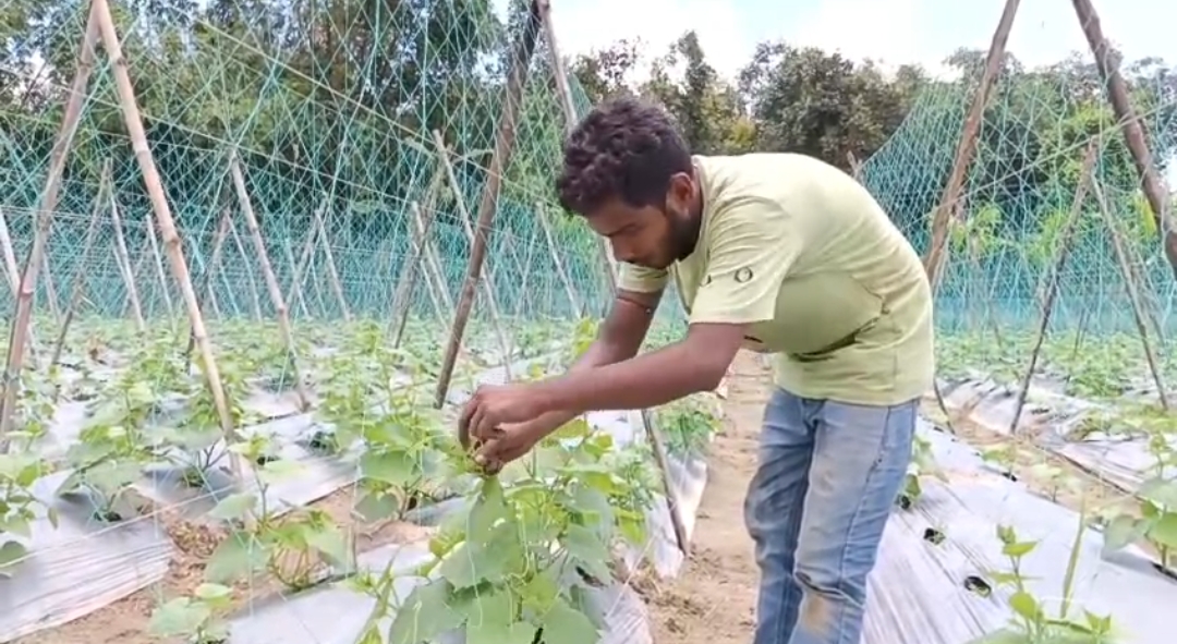 লালমনিরহাটে মালচিং পদ্ধতিতে সবজি চাষে ঝুঁকছেন কৃষকরা
