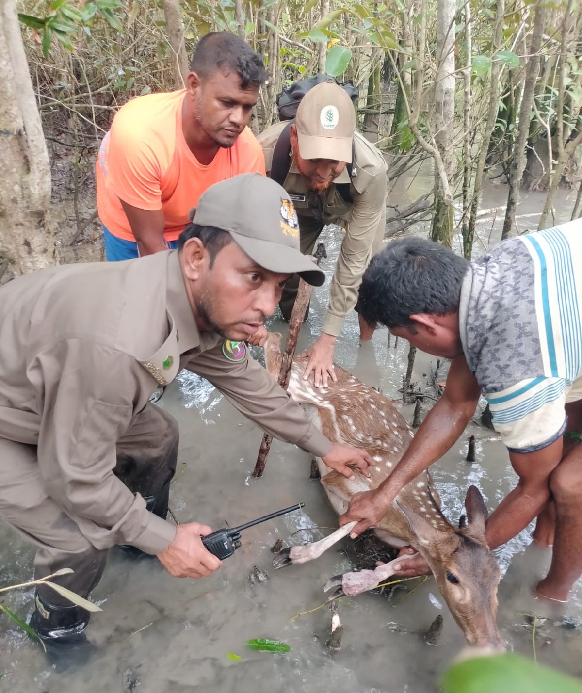 শিকারির পাতা ফাঁদে আটকা পড়া মায়াবি হরিণ উদ্ধার করে বনে অবমুক্ত
