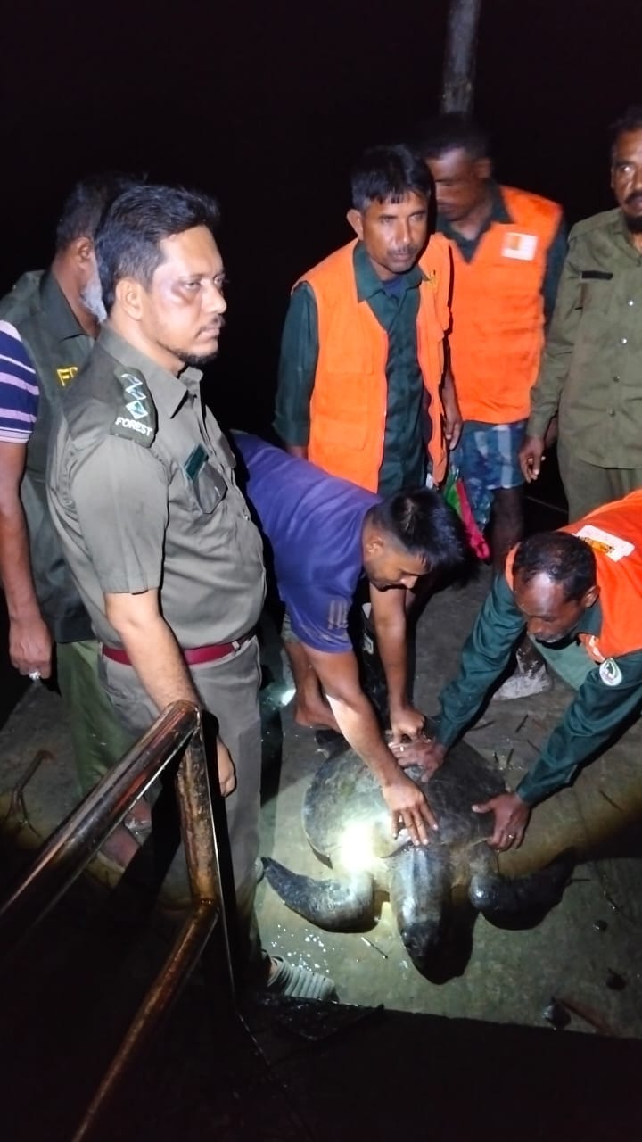 কয়রায় লোকালয় থেকে ৩০ কেজির সামুদ্রিক কচ্ছপ উদ্ধার, বনে অবমুক্ত