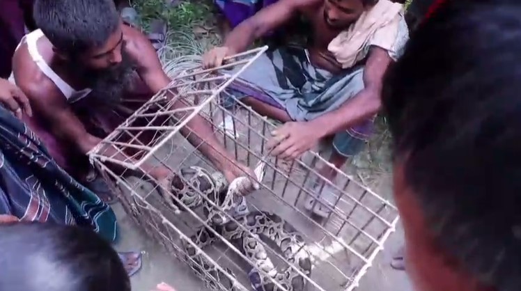 কুড়িগ্রামে ১০ ফুট লম্বা অজগর সাপ উদ্ধার
