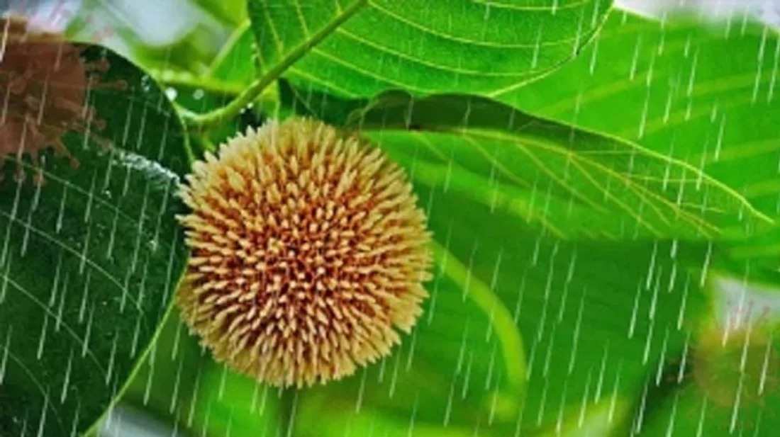 বর্ষার প্রথম দিন আজ