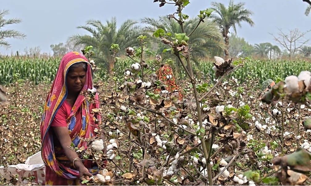 চুয়াডাঙ্গায় ৪৬০০ হেক্টরে তুলার বাম্পার আবাদ, উৎপাদনের বাজারমূল্য ছাড়াবে ১০৫ কোটি টাকা