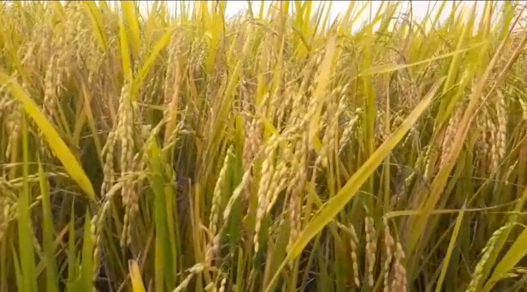 মৌলভীবাজারে আগাম বন্যা ও বৃষ্টির কারণে ধান কাটা নিয়ে কৃষকরা কিছুটা দুশ্চিন্তায়