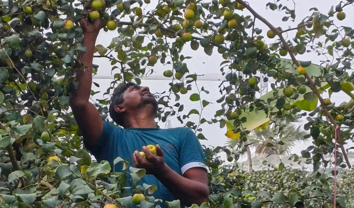 ঝালকাঠিতে ব্যবসা হারিয়ে কুল চাষে বছরে আয় ১২ লাখ টাকা