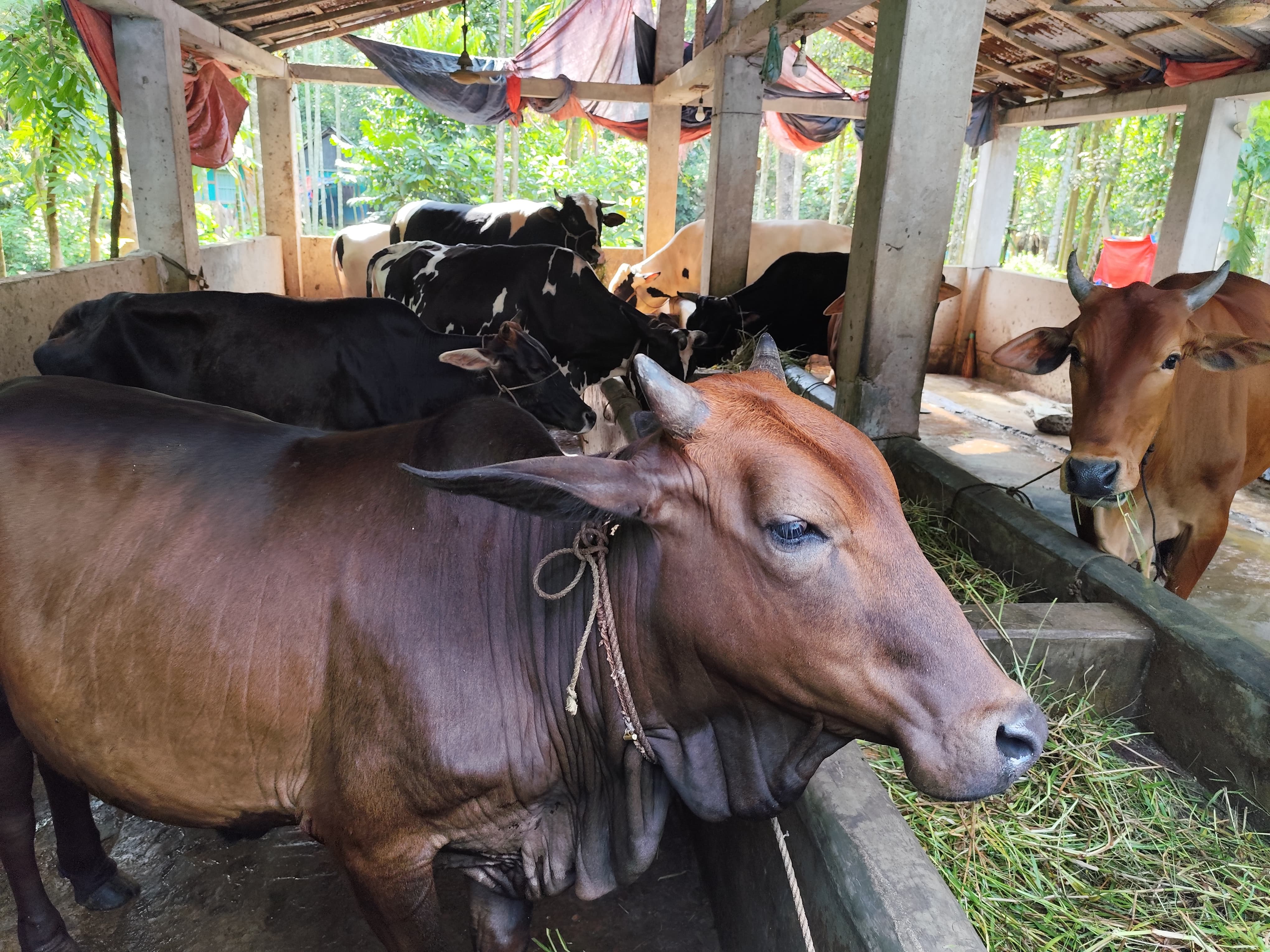 ভোলায় কুরবানির জন্য প্রস্তুত প্রায় ১ লাখ ৩ হাজার গবাদিপশু