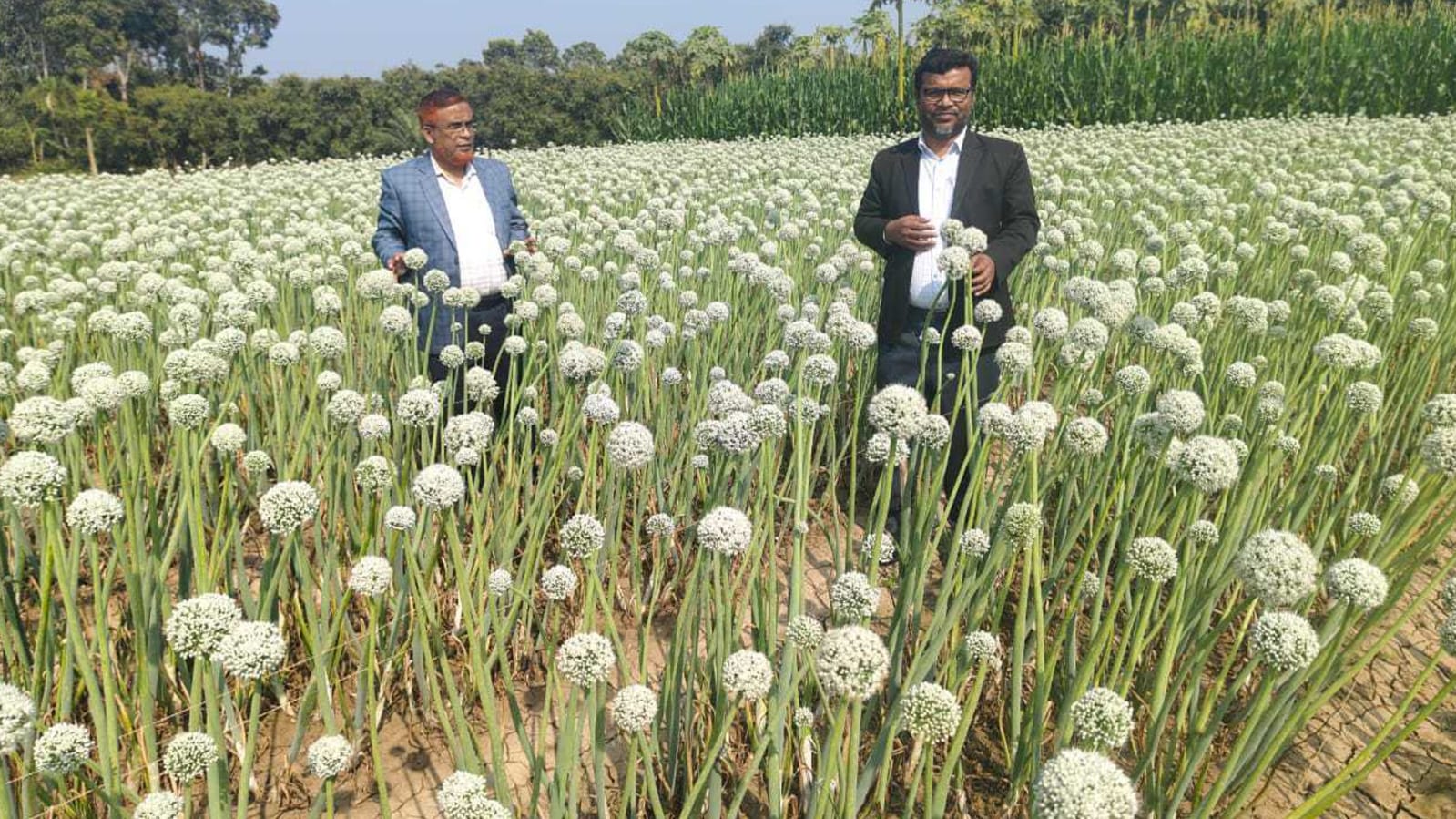 চুয়াডাঙ্গায় পেঁয়াজ বীজ চাষে সফলতা, আগ্রহ বাড়ছে চাষিদের