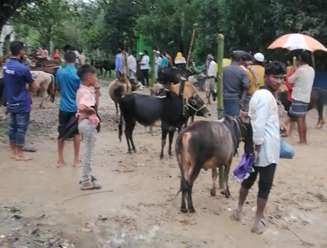 শ্রীমঙ্গলের বরুনা হাজিপুর বাজার  প্রশাসনের অনুমতি ছাড়া অবৈধ পশুর হাট