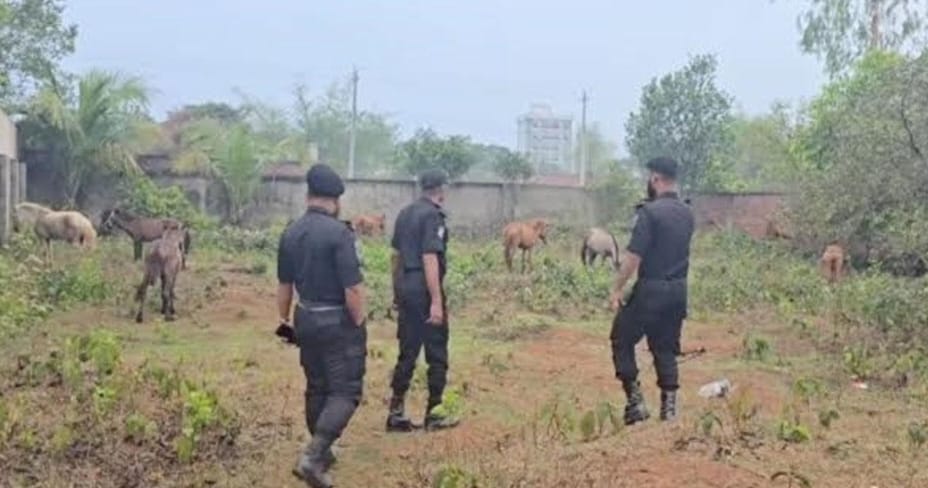 রূপগঞ্জে গরু বলে ঘোড়ার মাংস বিক্রি, জবাই করা ৯টি সহ ২০টি ঘোড়া উদ্ধার