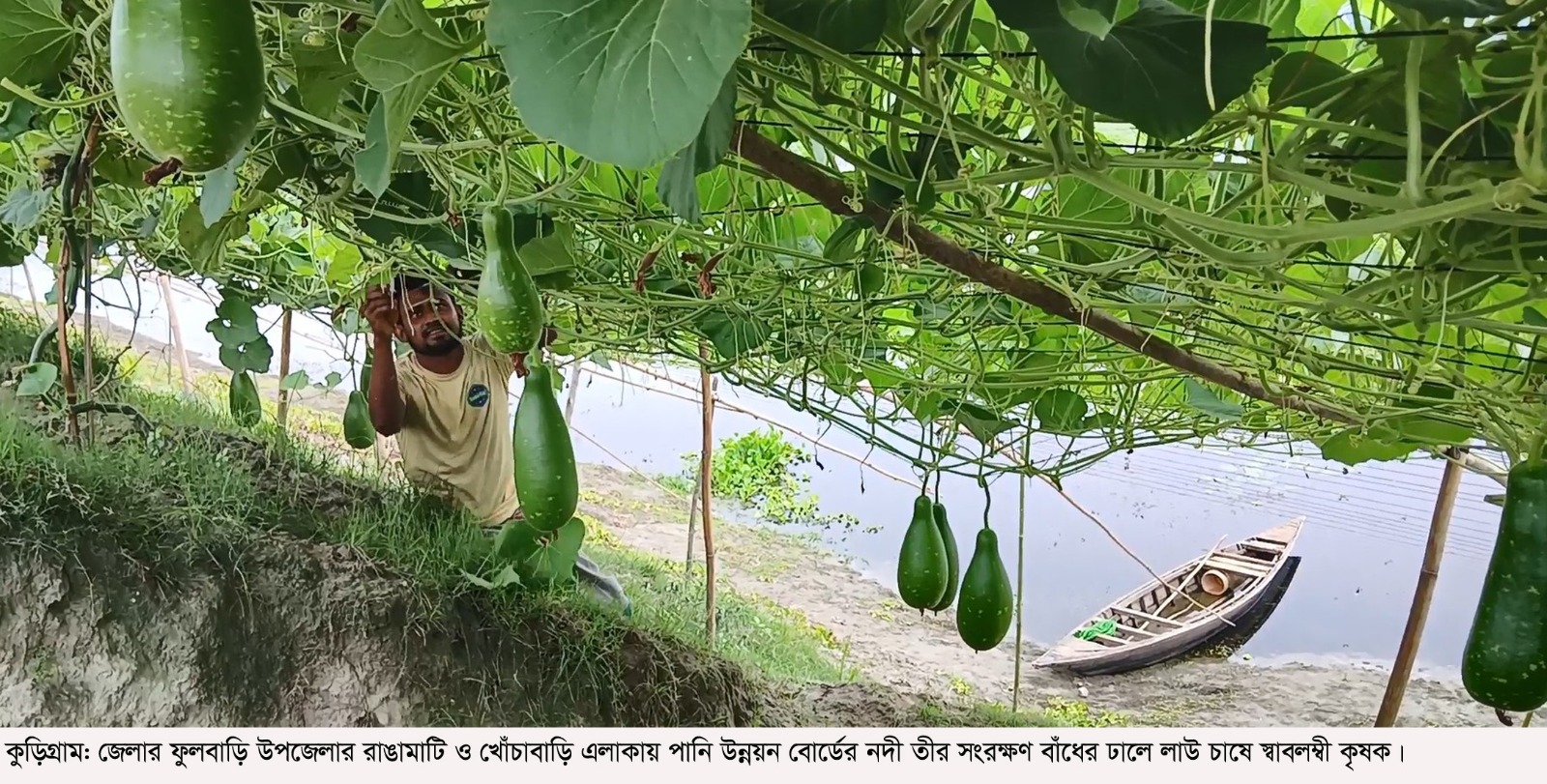 কুড়িগ্রামে দেড় কিলোমিটার জুড়ে নদী সংরক্ষণ বাঁধে লাউচাষের ধুম
