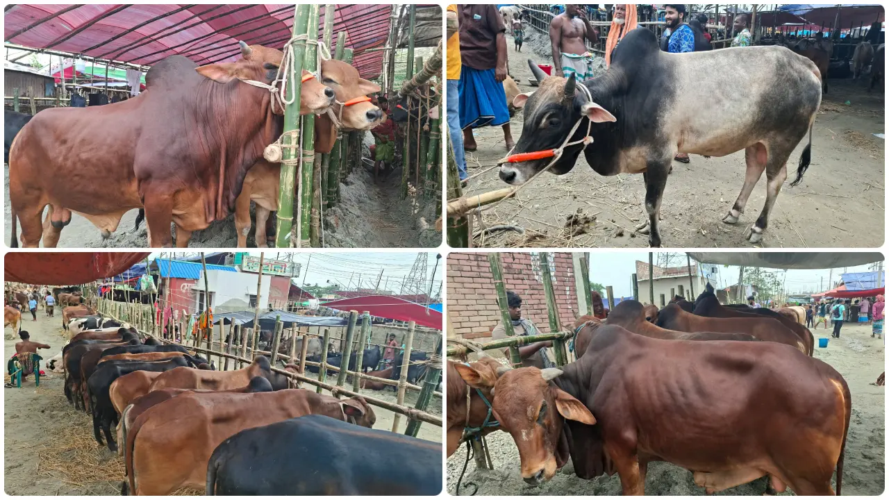 গাবতলী পশুর হাটে জমে উঠেছে বেচাকেনা, চার মণের গরু বিক্রি হচ্ছে দেড় লাখে