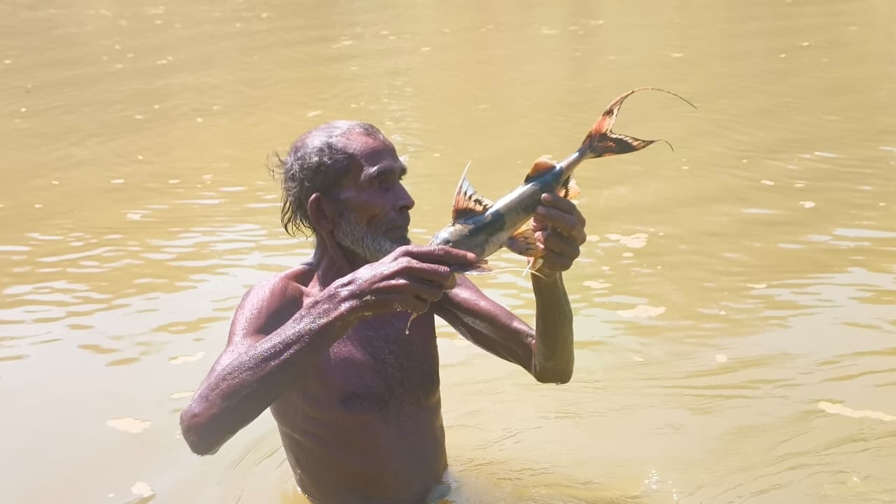 কমলগঞ্জে ধলাই নদীতে বিষ প্রয়োগে মাছ নিধনের অভিযোগ