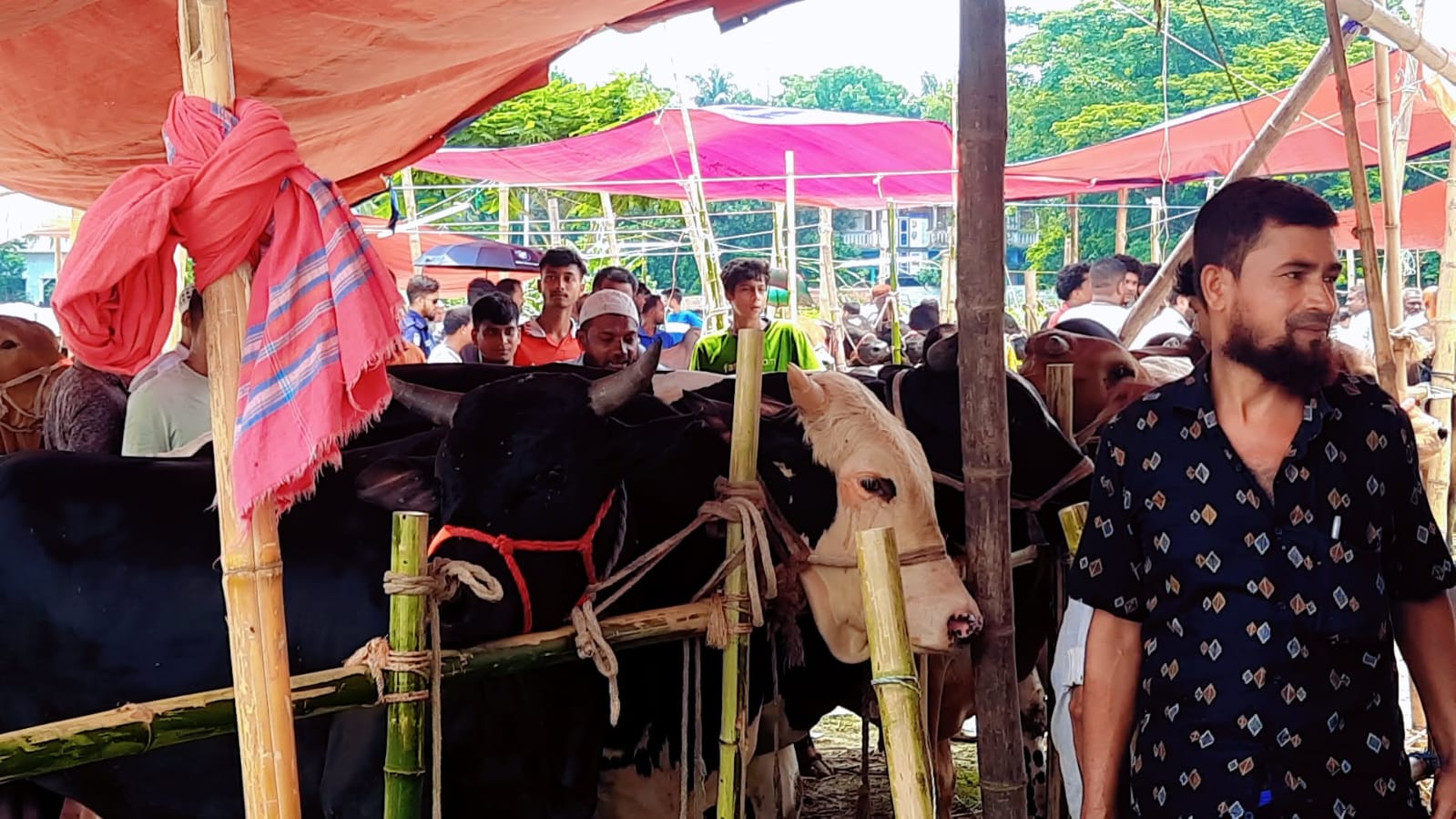ডামুড্যায় শুরু তিনদিনের পশুর হাট, জমেছে বেচাকেনা