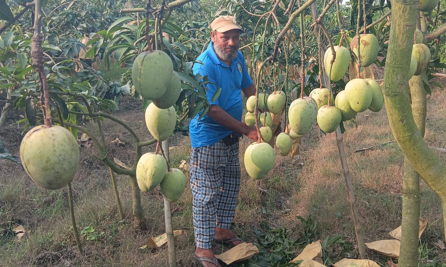 ছয় সায়ন থেকে ৭৫ বিঘা: কল্যাণভোগ আমে ভাগ্য বদল