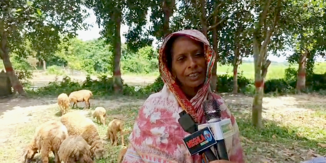 ভেড়ার পালেই মমতাজের সংসার, নিঃসঙ্গ জীবনে তারাই আপনজন