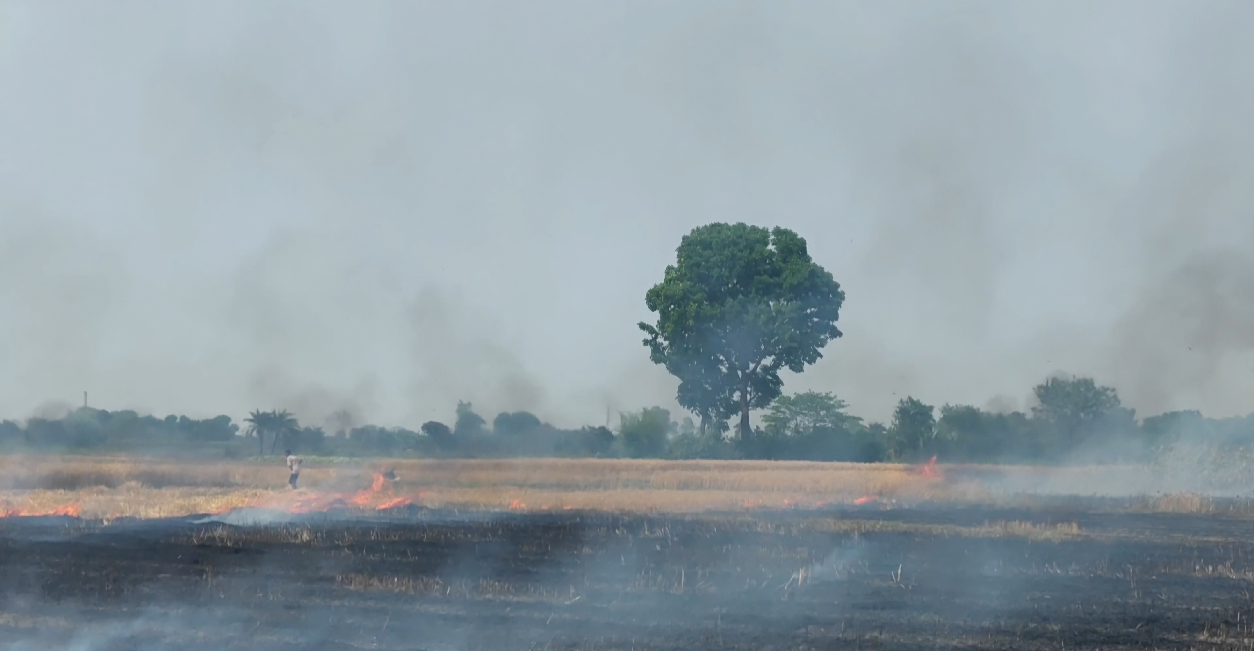 মেহেরপুরে গম ক্ষেতে আগুন, কৃষকের স্বপ্ন পুড়ে ছাই