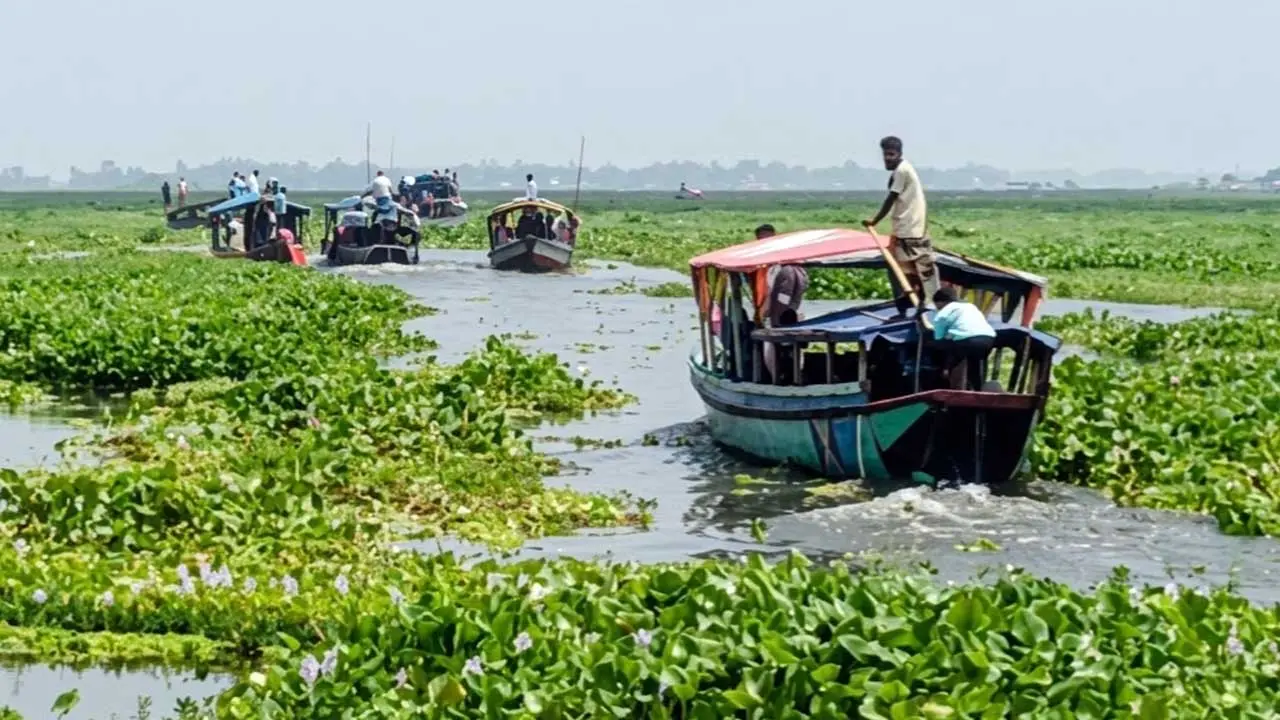কচুরিপানার আগ্রাসনে ম্লান চলনবিলের সৌন্দর্য